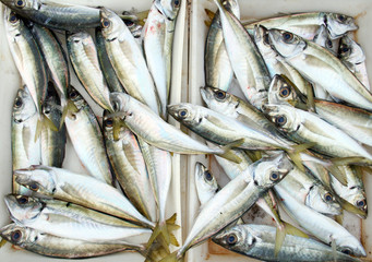 Obraz premium Group of fish in a street food fish market 