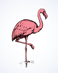 Flamingo. Vector drawing
