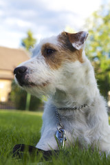 Parson Russell Terrier who just want to play! - 192974735