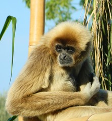 scimmietta imbronciata