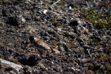 little bird in Greenland Ilulissat Icefjord