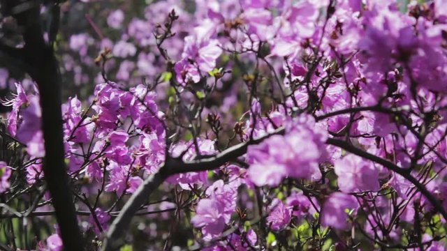 bush decorative flowers,grow in the park decorative flowers rhododendron