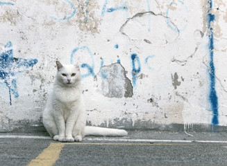 White cat sitting in front of a vintage and old white colored stone wall. Cat looking into the camera with calm appearance. - 192976367