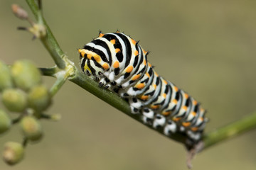Chenille machaon