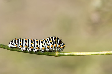 Chenille machaon  
