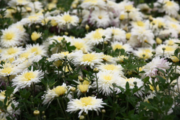 Chrysanthemum in flowers./Bushes of chrysanthemums plentifully blossom white flowers with cream tones in the middle.