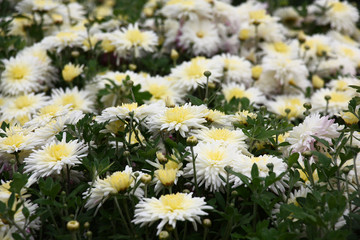 Obraz premium Chrysanthemum in flowers./Bushes of chrysanthemums plentifully blossom white flowers with cream tones in the middle.