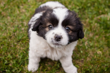 Dog on the grass