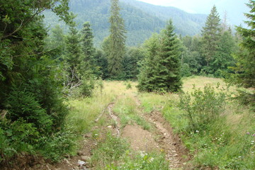 The road to the top of the mountain between the tall pine forests of a mountain on the background of a cloudy blue sky.