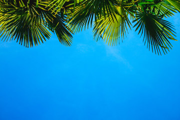 Border of green palm leaves on background of blue sky with cioy space. Tropical climate travel...