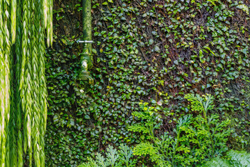 Garden green background with Old green watering faucet on the wall overgrown with green ivy and...
