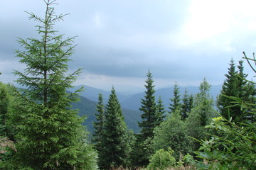 The landscape of a tall green Carpathian forest against a background of cloudy sky and mountain ranges on the horizon.