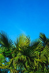 Border of green palm leaves on background of blue sky with cioy space. Tropical climate travel concept.