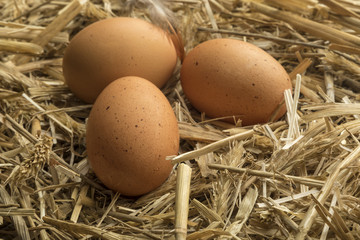 Brown eggs on straw in henhouse