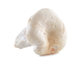mushrooms isolated on the white background.