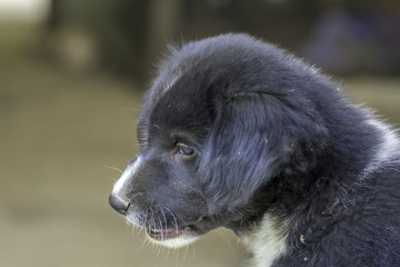 Side face black puppy