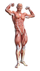 Naklejka premium 3D Rendering Male Anatomy Figure on White