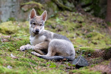 Cute Czechoslovakian wolf