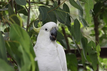 australia