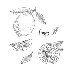 Fruit illustration with lemon in the style of engraving. Hand drawn elements for menu, greeting cards, wrapping paper, cosmetics packaging, labels, tags, posters etc.