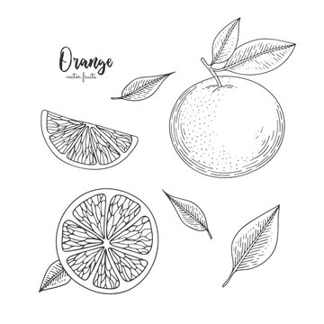 Illustration of orange in engraving style. Design for package of health and beauty natural products. Great for label, poster, packaging design.