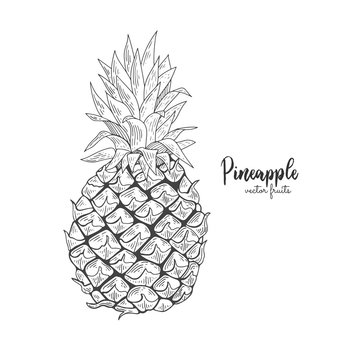 Vector line illustration in engraving style. Exotic tropical pineapple on white background. Detailed fruit drawing. Great for label, poster, print, packaging design.