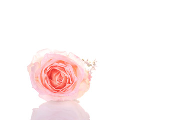rose isolated on white background.