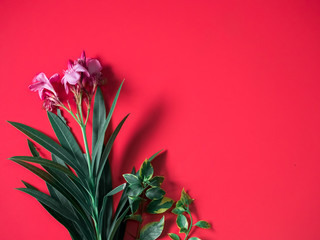 tropical and summer flatlay minimal concept from pink flower with sharp green leaf put on red background