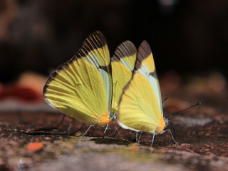 Wild butterflies at Chapada dos Veadeiros, Goiás, Brazil.