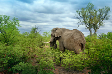 Słoń, Park Narodowy Krugera w RPA - obrazy, fototapety, plakaty