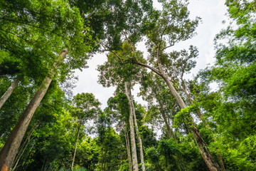 Fototapeta premium Tall trees in the forest