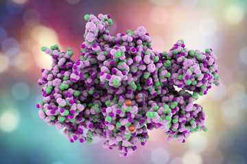 Coagulation Factor VIII, FVIII, an essential blood-clotting protein, also known as anti-hemophilic factor, AHF, 3D illustration. Its defficiency results in hemophilia A