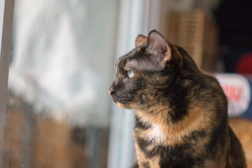 cat cute is looking you for alarm pet .The cats come wake you up every morning.