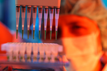 scientist loads pcr plate for DNA analysis with multichannel pipette