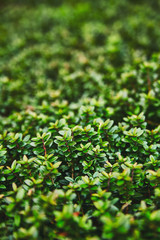 Obraz premium A macro photograph of a plant with small shiny leaves is similar to a legendary fantasy forest. Colorful juicy greens, perfect for the background. Soft photo processing.