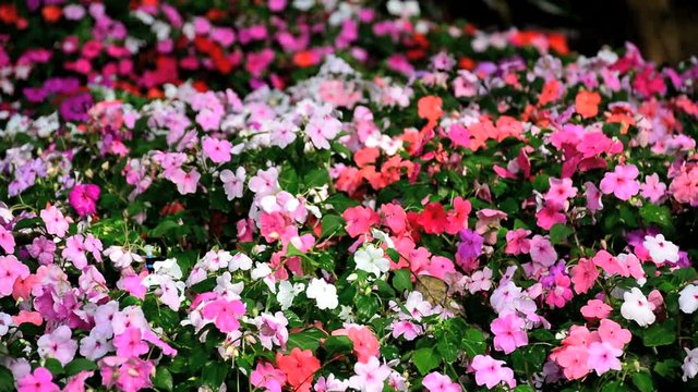 Impatiens walleriana (Impatiens sultanii), also known as busy Lizzie, balsam, sultana, or simply impatiens  