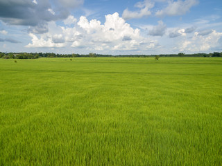 Obraz premium rice plants in paddy field