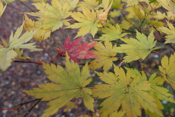 紅葉
