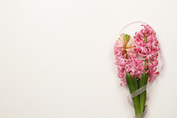 Hyacinth over white background
