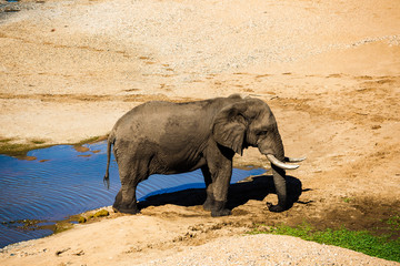 An elephant standing in a dry riverbed drinking from a pool of water, Kruger Park, South Africa.