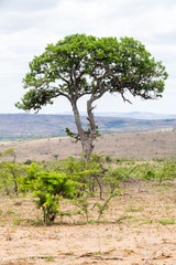 Fototapeta premium A tree common to the Hluhluwe-umfolozi park, KZN, South Africa.