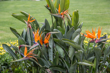 Paradiesvogel Blume mit orangefarbenen Blüten