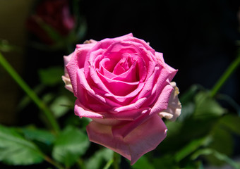 Pink flower - Rose