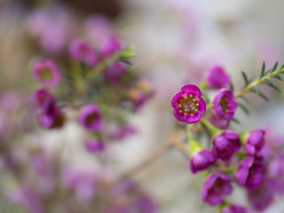 Pink flower on blurred background with beautiful bokeh, specially highlight the beauty of flower