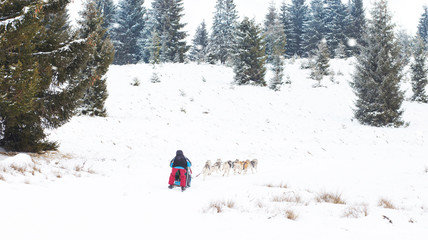 Iditarod Trail Sled Dog Race
