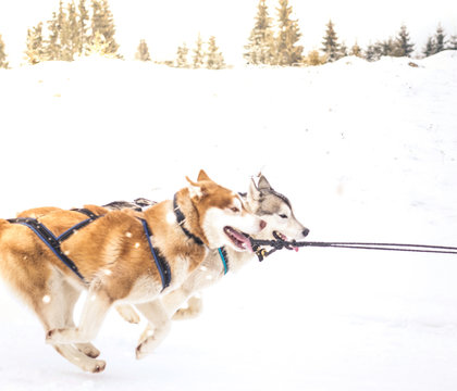 Iditarod Trail Sled Dog Race
