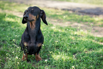 Dog breed dachshund,black and tan, closing his eyes, walking  in the summer in the park