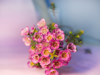Pink flower on blurred background with beautiful bokeh, specially highlight the beauty of flower