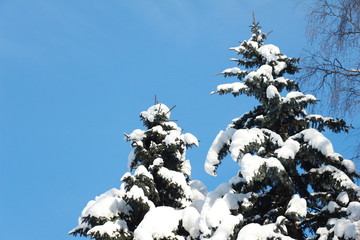 The beauty of the winter forest in Russia, this is not sand in the desert. Magnificent winter frosty landscape for background splash.