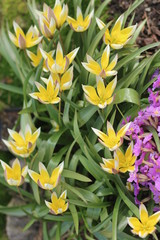 Tulipan botaniczny TARDA